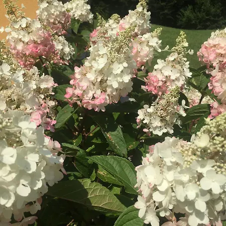 Frühstückspension Casa Edith