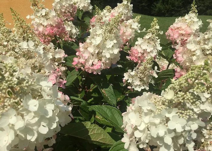 Bed and breakfast Casa Edith